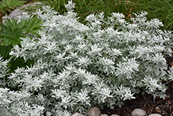 Silver Brocade Artemisia (Artemisia stelleriana 'Silver Brocade') at Stonegate Gardens