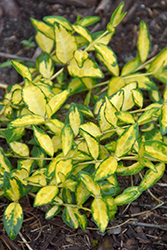 Illumination Periwinkle (Vinca minor 'Illumination') at Lakeshore Garden Centres