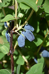 Berry Smart Blue Honeyberry (Lonicera caerulea 'Berry Smart Blue') at Stonegate Gardens
