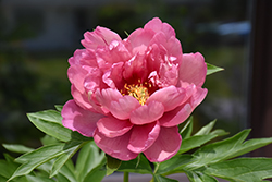 Pink Double Dandy Peony (Paeonia 'Pink Double Dandy') at Stonegate Gardens