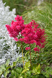 Heavy Metal Astilbe (Astilbe x arendsii 'Heavy Metal') at Stonegate Gardens