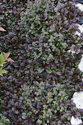 Mahogany Bugleweed (Ajuga reptans 'Mahogany') at Lakeshore Garden Centres