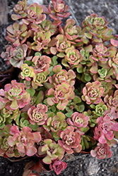 Pink Form Southern Stonecrop (Sedum nevii 'Pink Form') at A Very Successful Garden Center