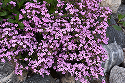 Rock Soapwort (Saponaria ocymoides) at The Mustard Seed