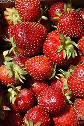 Sparkle Strawberry (Fragaria 'Sparkle') at Stonegate Gardens