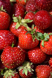 Quinault Strawberry (Fragaria 'Quinault') at Stonegate Gardens
