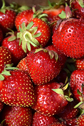 Delizz Strawberry (Fragaria 'Delizz') at Stonegate Gardens