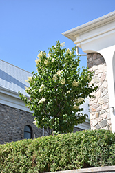 Ivory Pillar Japanese Tree Lilac (Syringa reticulata 'Willamette') at Stonegate Gardens