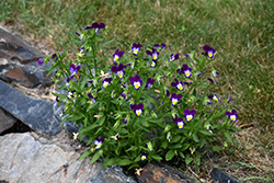 Johnny Jump-Up (Viola tricolor) at A Very Successful Garden Center