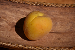 Earligold Apricot (Prunus armeniaca 'Earligold') at Stonegate Gardens
