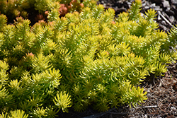 Angelina Stonecrop (Sedum rupestre 'Angelina') at Lakeshore Garden Centres