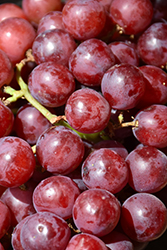 Canadice Grape (Vitis 'Canadice') at Lakeshore Garden Centres