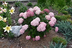 Incrediball Blush Smooth Hydrangea (Hydrangea arborescens 'NCHA4') at Lakeshore Garden Centres