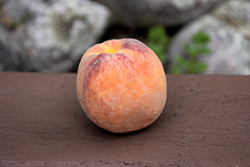 Golden Jubilee Peach (Prunus persica 'Golden Jubilee') at Stonegate Gardens