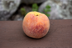 Rio Oso Gem Peach (Prunus persica 'Rio Oso Gem') at Stonegate Gardens