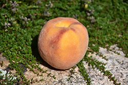 Mid-Pride Peach (Prunus persica 'Mid-pride') at Stonegate Gardens