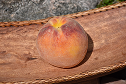 Suncrest Peach (Prunus persica 'Suncrest') at Stonegate Gardens