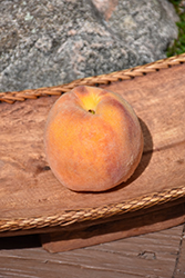 Early Elberta Peach (Prunus persica 'Early Elberta') at Stonegate Gardens