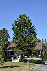 Red Pine (Pinus resinosa) at Lakeshore Garden Centres