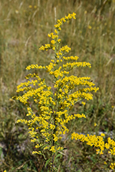Canadian Goldenrod (Solidago canadensis) at A Very Successful Garden Center