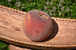 Allstar Peach (Prunus persica 'Allstar') at Stonegate Gardens