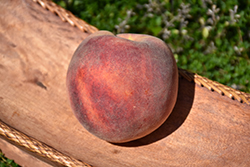 Canadian Harmony Peach (Prunus persica 'Canadian Harmony') at Stonegate Gardens