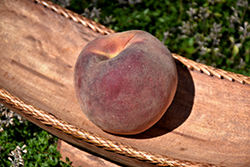 Flavorcrest Peach (Prunus persica 'Flavorcrest') at Stonegate Gardens