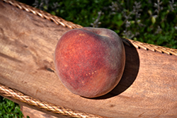 Loring Peach (Prunus persica 'Loring') at Stonegate Gardens