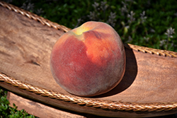 Ventura Peach (Prunus persica 'Ventura') at Stonegate Gardens