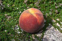 Eva's Pride Peach (Prunus persica 'Eva's Pride') at Stonegate Gardens