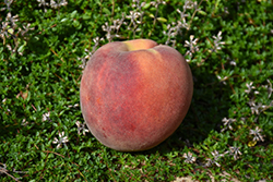 August Pride Peach (Prunus persica 'August Pride') at Stonegate Gardens