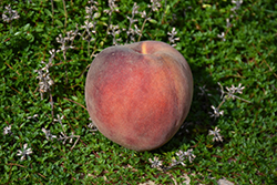 O'Henry Peach (Prunus persica 'O'Henry') at Stonegate Gardens