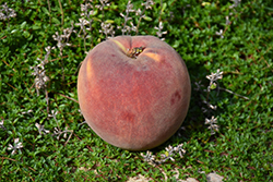 Fairhaven Peach (Prunus persica 'Fairhaven') at Stonegate Gardens