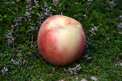 Arctic Supreme Peach (Prunus persica 'Arctic Supreme') at Stonegate Gardens