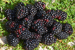 Black Satin Blackberry (Rubus Black Satin) at Stonegate Gardens