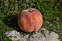 McKay Peach (Prunus persica 'McKay') at Stonegate Gardens