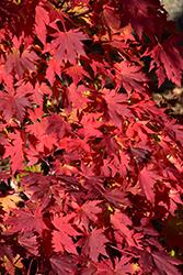 Northern Glow Maple (Acer 'Hasselkus') at Stonegate Gardens