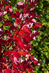 Red Sentinel Maple (Acer rubrum 'Red Sentinel') at Lakeshore Garden Centres