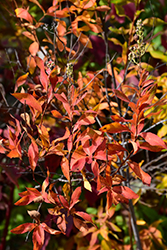 Japanese White Spirea (Spiraea albiflora) at Lakeshore Garden Centres