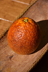 Moro Blood Orange (Citrus sinensis 'Moro') at Lakeshore Garden Centres