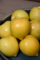 Lemon Plum (Prunus 'Lemon') at Stonegate Gardens