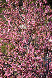 Muckle Plum (Prunus x nigrella 'Muckle') at Lakeshore Garden Centres