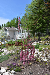 Royal Beauty Flowering Crab (Malus 'Royal Beauty') at Lakeshore Garden Centres