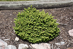 Little Gem Spruce (Picea abies 'Little Gem') at Lakeshore Garden Centres