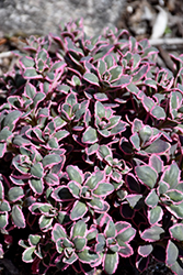 Dream Dazzler Stonecrop (Sedum 'Dream Dazzler') at Lakeshore Garden Centres