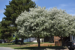 Dolgo Apple (Malus 'Dolgo') at Lakeshore Garden Centres