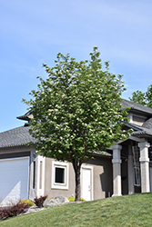 Russian Mountain Ash (Sorbus aucuparia 'Rossica') at Lakeshore Garden Centres
