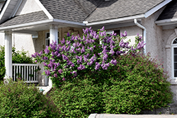 Purple Glory Lilac (Syringa x hyacinthiflora 'Purple Glory') at Stonegate Gardens