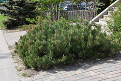 Dwarf Mugo Pine (Pinus mugo var. pumilio) at A Very Successful Garden Center