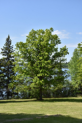 Bur Oak (Quercus macrocarpa) at Lakeshore Garden Centres